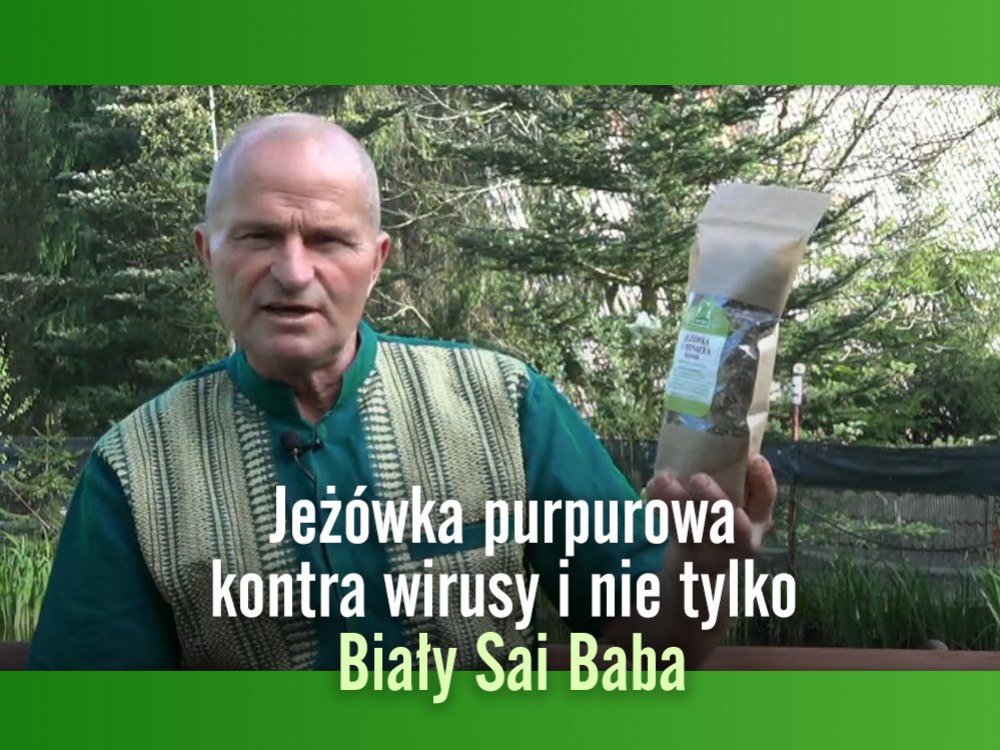Jeżówka purpurowa kontra wirusy i nie tylko