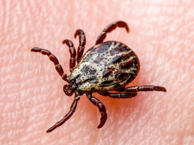 Borelioza z Lyme (cz. II)