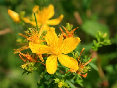 Dziurawiec zwyczajny – właściwości i zastosowanie