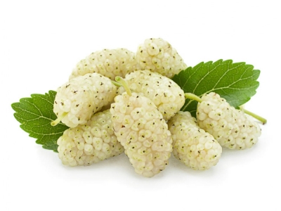 Morwa biała – właściwości i zastosowanie