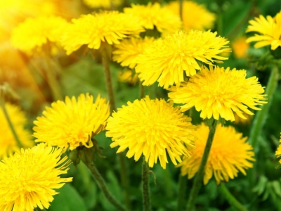 Mniszek lekarski – właściwości i zastosowanie