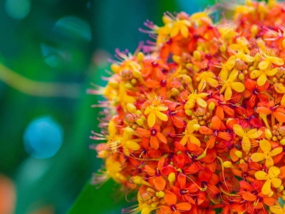 ASHOKA (Saraca indica)