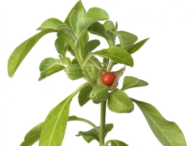 ASHWAGANDHA (Withania somnifera)