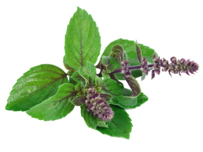 TULSI (Ocimum sanctum)