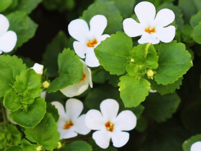 BRAHMI (Bacopa monnieri)