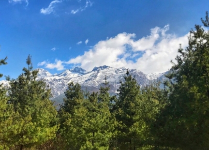 Niesamowite właściwości pyłku sosny