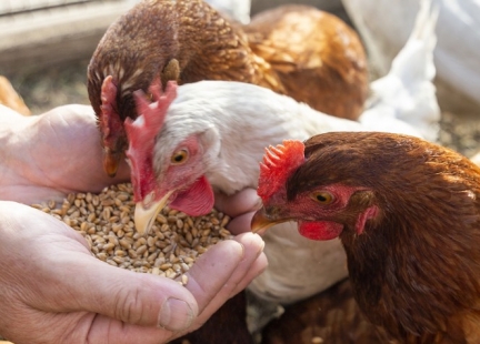 Jajka – dlaczego warto zrezygnować z „trójek”