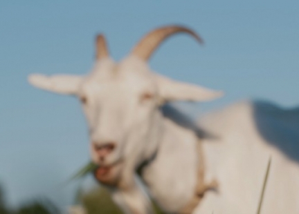 Wzmacniający odporność kozi nabiał – oręż przeciwko wirusom