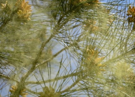 Niesamowite właściwości pyłku sosny cz.2