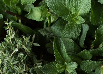 Ziele babći – indyjskie remedium na bielactwo nabyte