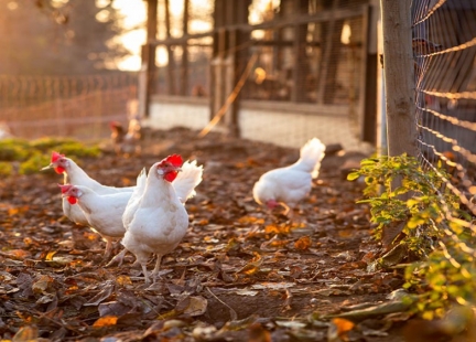 Jajka – dlaczego warto zrezygnować z „trójek”