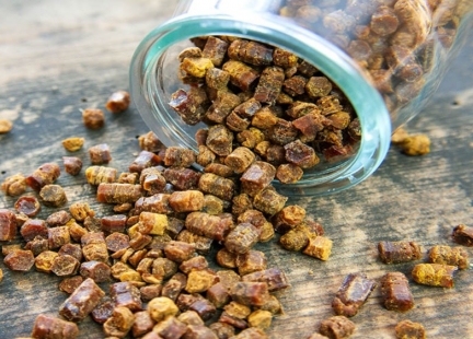 Pierzga pszczela – właściwości odżywcze, zdrowotne i uodparniające!