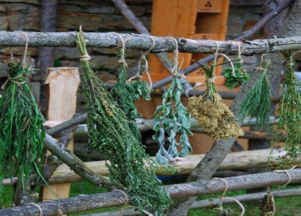 Suszenie ziół podstawową metodą przetwarzania i konserwacji