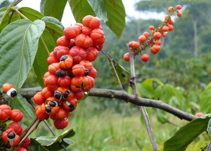 Guarana 