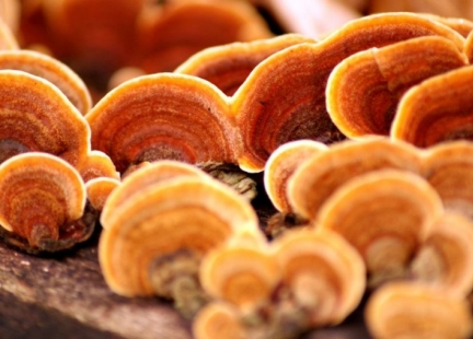 Grzyby reishi (Ganoderma lucida)
