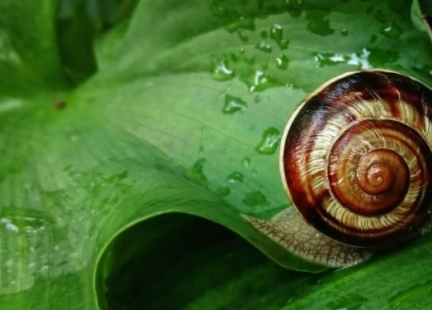 Ślimak, ślimak, pokaż… co masz w sobie