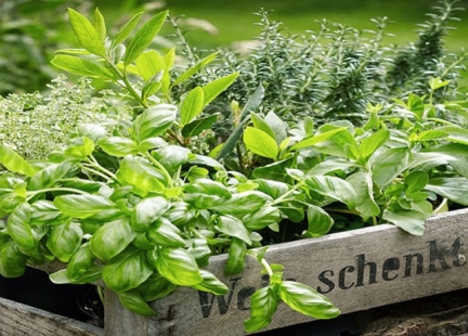 Zioła działające na psychikę i lepszą pracę mózgu