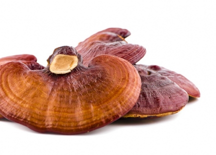 Grzyby reishi (Ganoderma lucida)