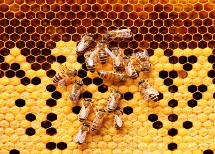 Alergenne działanie pyłku kwiatowego i jadu pszczelego