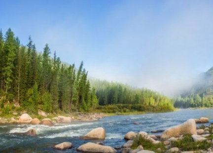 TAXYFOLINA Forte - Witamina P BAJKALSKA