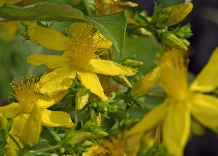 Dziurawiec zwyczajny