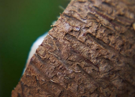 Korzyści wynikające ze stosowania węgla aktywnego z łupin kokosa