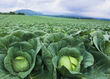 Kapusta – odżywcze i lecznicze warzywo