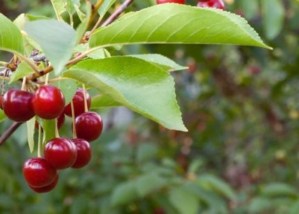 Wiśnie – mały owoc, dużo korzyści