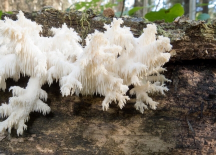 Soplówka – grzyb, który cofa czas