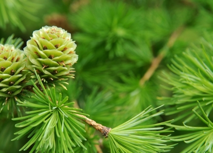 Witamina P  bajkalska – silna cząsteczka antyoksydacyjna i sygnalizacyjna