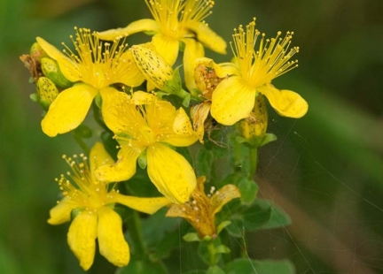 Dziurawiec pomiędzy wiedzą a magią