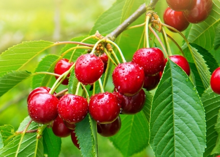 Cierpka wiśnia – najlepsze źródło antocyjanów