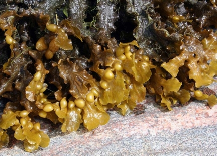 prof. Paul Clayton przypisy , „ZbL“ listopad, 11/2021