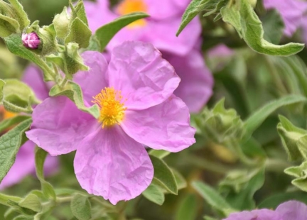 Eteryczny olejek czystkowy – organiczny