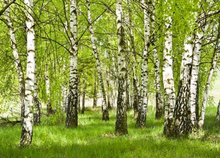 Sok z brzozy – eliksir życia