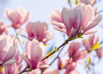 Drzewo magnolii (Huo Po)