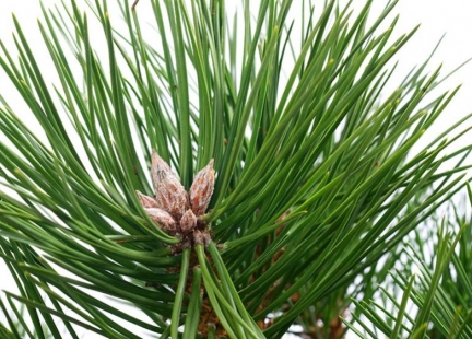 Sosna i jej cenne dla zdrowia pączki