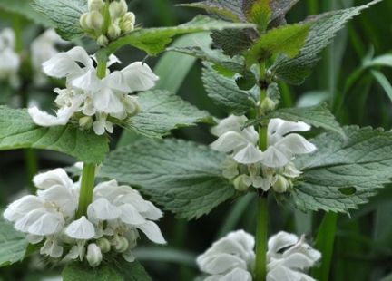 Jasnota gajowiec i jasnota biała