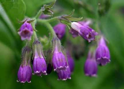 Żywokost – nie tylko na złamania