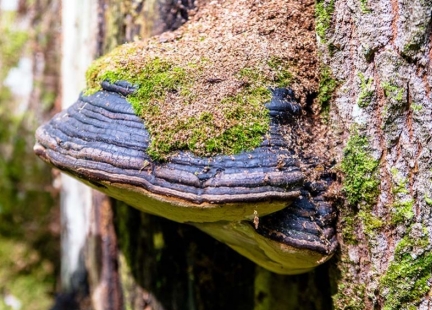 Huba czarna, czyli tajemnicza chaga