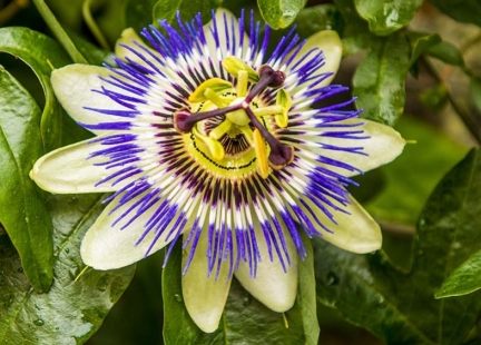 Męczennica cielista – sposób na relaks, walkę ze stresem i... nałogami