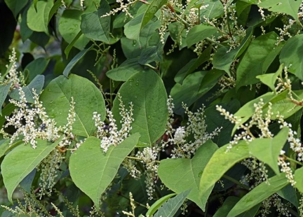 Rdestowiec japoński – na stany zapalne i infekcje