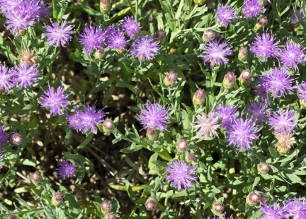 Szczodrak krokoszowaty – bylina z dalekiej Syberii i… zioło Dżyngis-chana