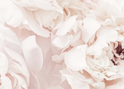 Biała piwonia  –  piękna uzdrowicielka