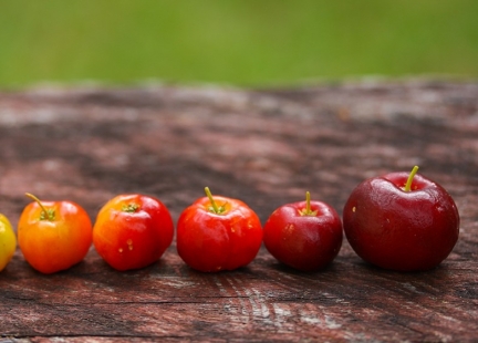 Acerola – wiśnia Brazylii