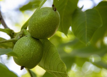 Oczyść jelita – wzmocnij odporność!