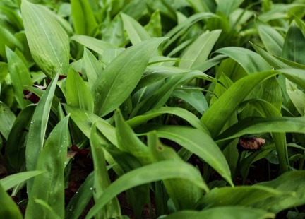 Czosnek niedźwiedzi