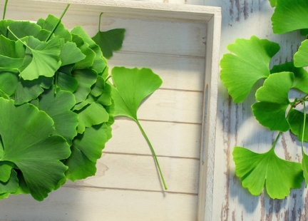 Miłorząb dwuklapowy – skromna roślina o bogatym działaniu