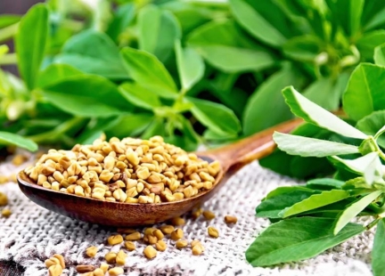 Kozieradka – niezwykła roślina lecznicza