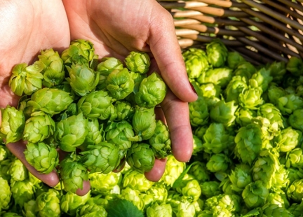 Chmiel zwyczajny – ziołowe ukojenie